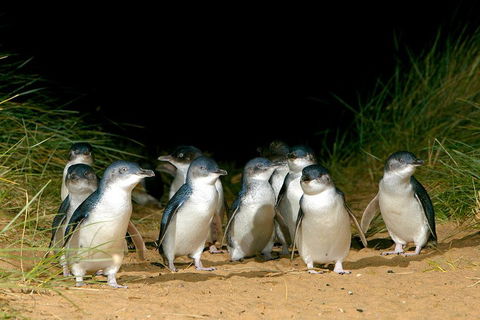 Phillip Island Penguin, Brighton Beach, Moonlit Sanctuary From Melbourne - Accommodation Tasmania 5