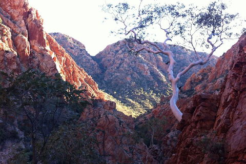 West MacDonnell Private Tour With Transfer - Accommodation Tasmania 3