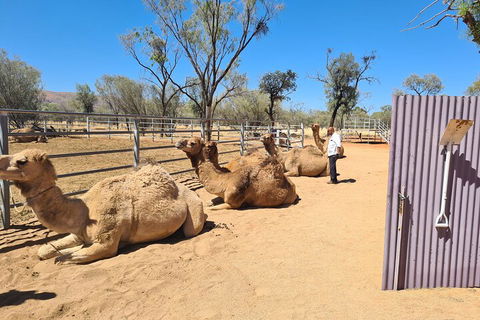West MacDonnell Ranges Half-Day Small-Group Tour With Camel Ride - Accommodation Tasmania 0