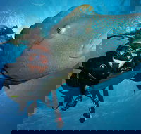 Great Barrier Reef Snorkeling and Diving Cruise from Cairns - Accommodation Tasmania