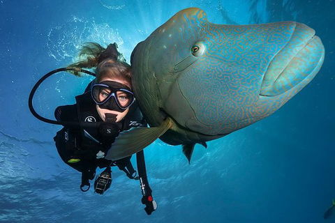 Great Barrier Reef Snorkeling And Diving Cruise From Cairns - Accommodation Tasmania 0