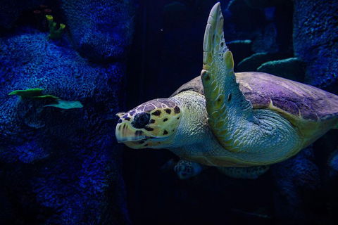 Sydney Attractions Pass: SEA LIFE Aquarium, Sydney Tower Eye, WILD LIFE Zoo And Madame Tussauds - Accommodation Tasmania 1