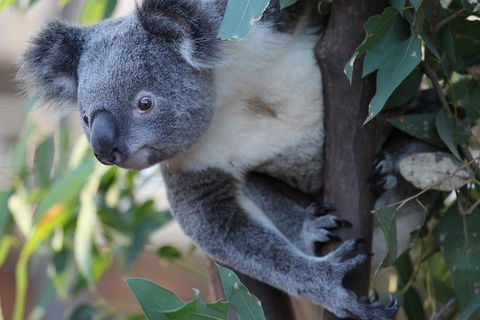 Sydney Attractions Pass: SEA LIFE Aquarium, Sydney Tower Eye, WILD LIFE Zoo And Madame Tussauds - Accommodation Tasmania 2