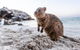 Rottnest Island All-Inclusive Grand Island Tour From Fremantle - thumb 2