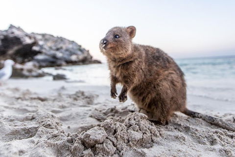 Rottnest Island All-Inclusive Grand Island Tour From Fremantle - Accommodation Tasmania 2