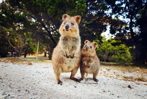 Rottnest Island All-Inclusive Grand Island Tour From Fremantle - Accommodation Tasmania 5