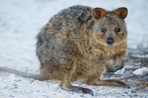Rottnest Island Bayseeker Day Trip From Perth - Accommodation Tasmania 2