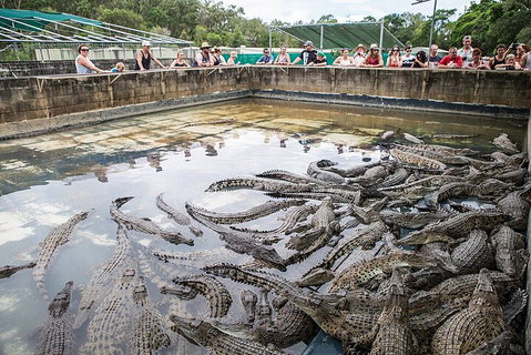 Hartley's Crocodile Adventures Day Trip From Cairns - Accommodation Tasmania 0