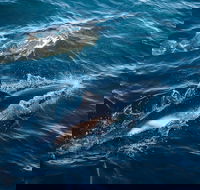 Sydney Whale-Watching Cruise - Accommodation Tasmania