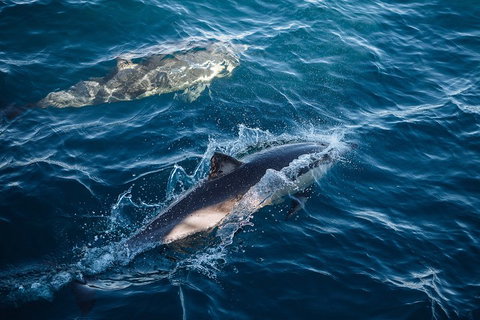 Sydney Whale-Watching Cruise - Accommodation Tasmania 0