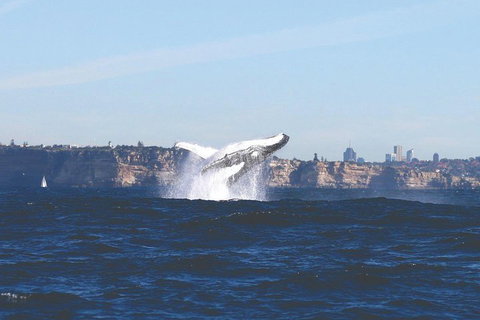 Sydney Whale-Watching Cruise - Accommodation Tasmania 3