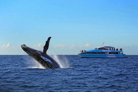 Sydney Whale-Watching Cruise - Accommodation Tasmania 5