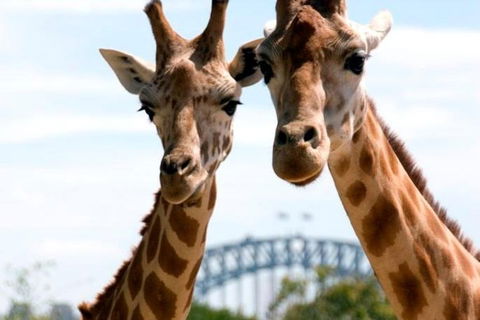 Sydney Harbour Ferry With Taronga Zoo Entry Ticket - Accommodation Tasmania 1