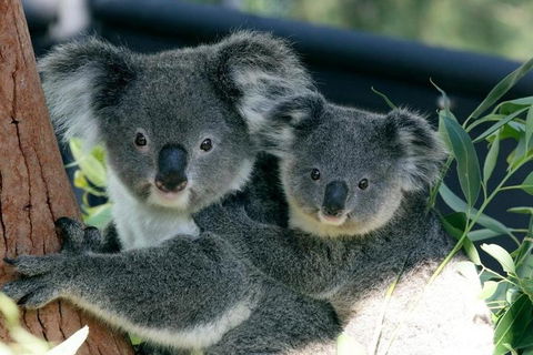 Sydney Harbour Ferry With Taronga Zoo Entry Ticket - Accommodation Tasmania 3