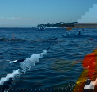 Mornington Peninsula Kayak Coastline Tour of Dolphin Sanctuary - Accommodation Tasmania