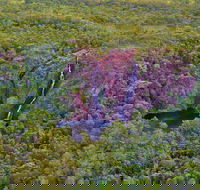 Litchfield Park  Daly River - Scenic Flight From Darwin - Accommodation Tasmania