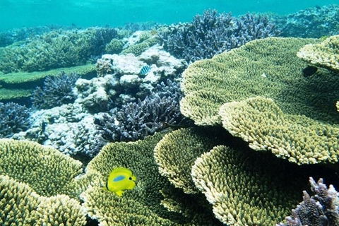 Abrolhos Islands Scenic Flight & Snorkel Adventure From Perth - Accommodation Tasmania 4