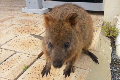Wave Rock, Pinnacles And Rottnest One Day Aeroplane Tour - Accommodation Tasmania 0