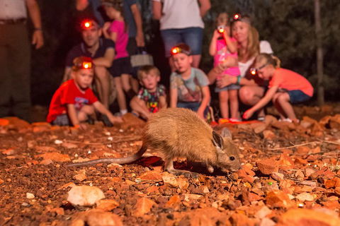 Alice Springs Desert Park Nocturnal Tour - Accommodation Tasmania 1