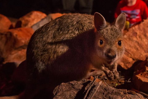 Alice Springs Desert Park Nocturnal Tour - Accommodation Tasmania 3
