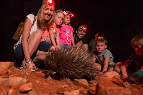 Alice Springs Desert Park Nocturnal Tour - Accommodation Tasmania 5