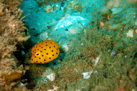 Wave Break Island Scuba Diving On The Gold Coast - Accommodation Tasmania 3