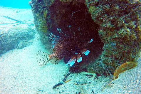 Wave Break Island Scuba Diving On The Gold Coast - Accommodation Tasmania 5