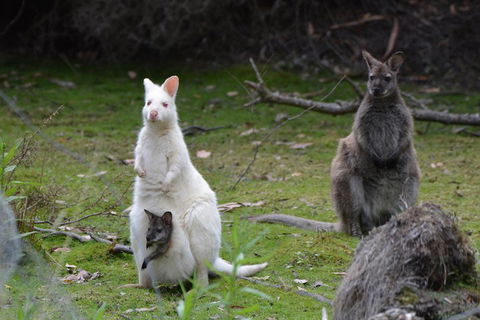 Full-Day Guided Bruny Island Tour From Hobart - Accommodation Tasmania 0