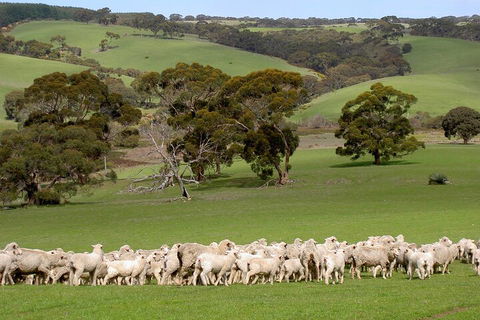 Kangaroo Island Luxury Small Group 'Island Life' Full Day Tour - Accommodation Tasmania 1