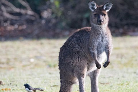 Kangaroo Island Luxury Small Group 'Island Life' Full Day Tour - Accommodation Tasmania 2
