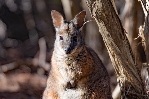 Kangaroo Island Luxury Small Group 'Island Life' Full Day Tour - Accommodation Tasmania 3