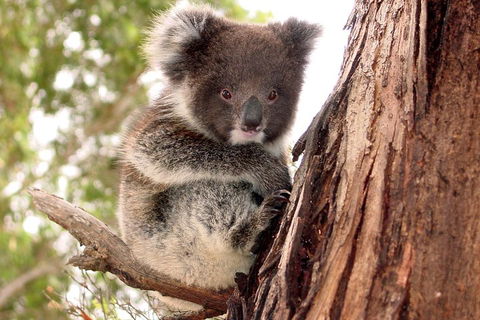 Kangaroo Island Luxury Small Group 'Island Life' Full Day Tour - Accommodation Tasmania 4