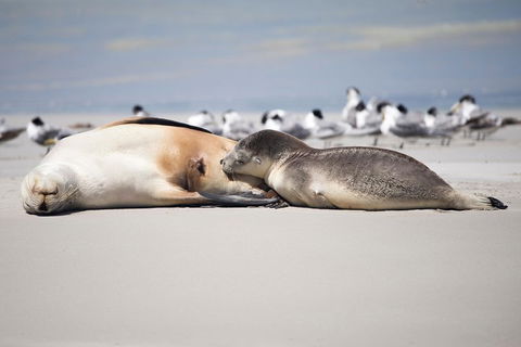 Kangaroo Island Luxury Small Group 'Island Life' Full Day Tour - Accommodation Tasmania 5