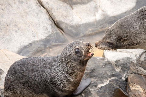 Kangaroo Island Luxury Small Group 'Flinders Chase Focus' Full Day Tour - Accommodation Tasmania 2