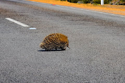 Kangaroo Island Luxury Small Group 'Flinders Chase Focus' Full Day Tour - Accommodation Tasmania 3