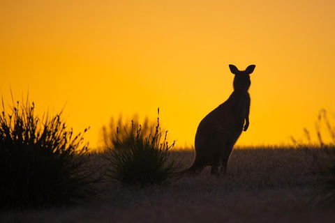 Kangaroo Island Luxury Small Group 'Flinders Chase Focus' Full Day Tour - Accommodation Tasmania 5