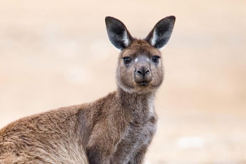 Kangaroo Island Luxury Small Group 'East End Explorer' Full Day Tour - Accommodation Tasmania 1