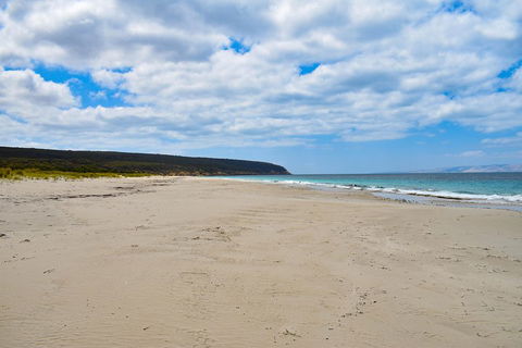 Kangaroo Island Luxury Small Group 'East End Explorer' Full Day Tour - Accommodation Tasmania 3