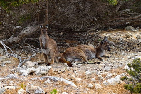 Kangaroo Island Luxury Small Group 'East End Explorer' Full Day Tour - Accommodation Tasmania 4