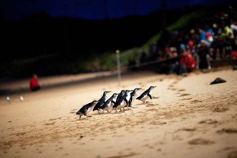 2-Day Great Ocean Road, Mornington Peninsula And Phillip Island Tour - Accommodation Tasmania 1