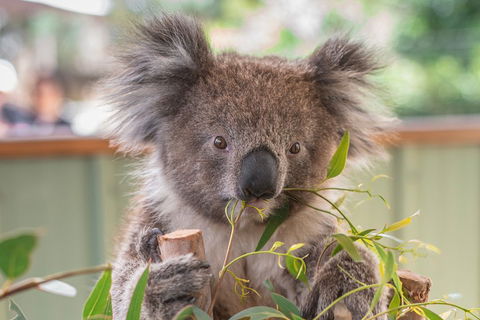2-Day Great Ocean Road, Mornington Peninsula And Phillip Island Tour - Accommodation Tasmania 2
