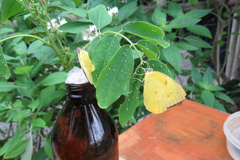 Australian Butterfly Sanctuary- Virtual Interactive Tour With Private Guide - Accommodation Tasmania 0