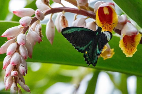 Australian Butterfly Sanctuary- Virtual Interactive Tour With Private Guide - Accommodation Tasmania 2
