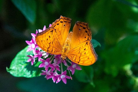 Australian Butterfly Sanctuary- Virtual Interactive Tour With Private Guide - Accommodation Tasmania 3