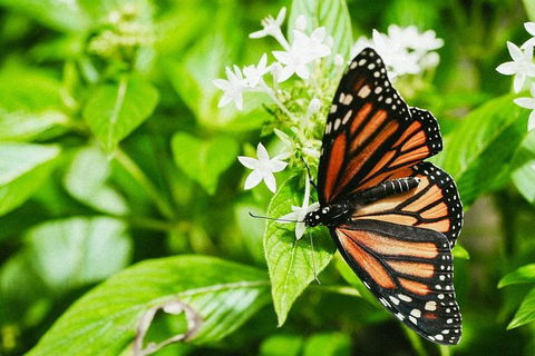 Australian Butterfly Sanctuary- Virtual Interactive Tour With Private Guide - Accommodation Tasmania 4