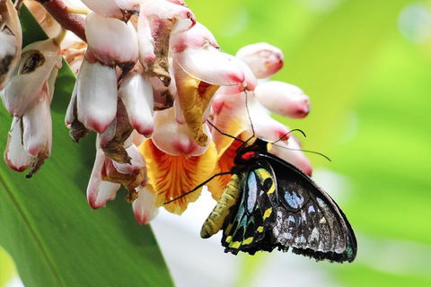 Australian Butterfly Sanctuary- Virtual Interactive Tour With Private Guide - Accommodation Tasmania 5
