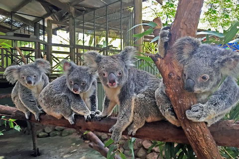 Best Of Kuranda Including Skyrail, Kuranda Scenic Railway And Rainforestation - Accommodation Tasmania 4