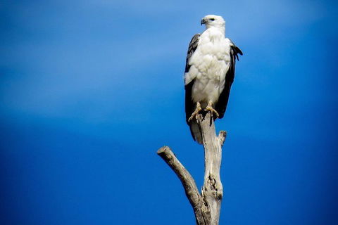 Kangaroo Island 75-Minute Ocean Safari - Accommodation Tasmania 0