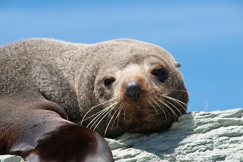 Kangaroo Island 75-Minute Ocean Safari - Accommodation Tasmania 1