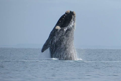 Kangaroo Island 75-Minute Ocean Safari - Accommodation Tasmania 2